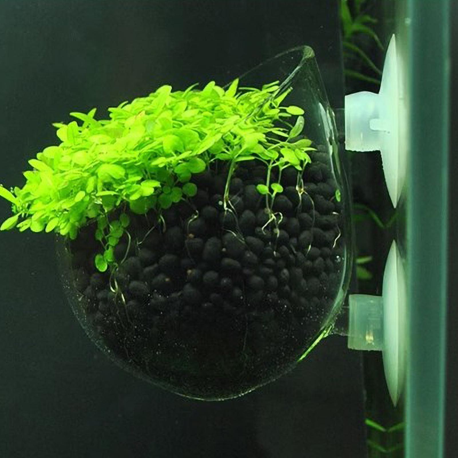 Aquarium Fish Pot - Supporto per Piante Acquatiche in Vetro