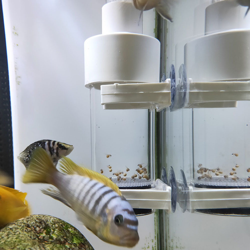 Aquarium Fish Eggs - Incubatrice per uova di ciclidi da