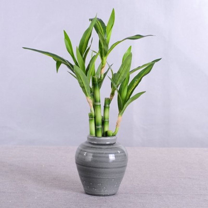 Nuovo 40 cm rFtificial Lucky B - Aquarium Fish Pot recensione e prezzo