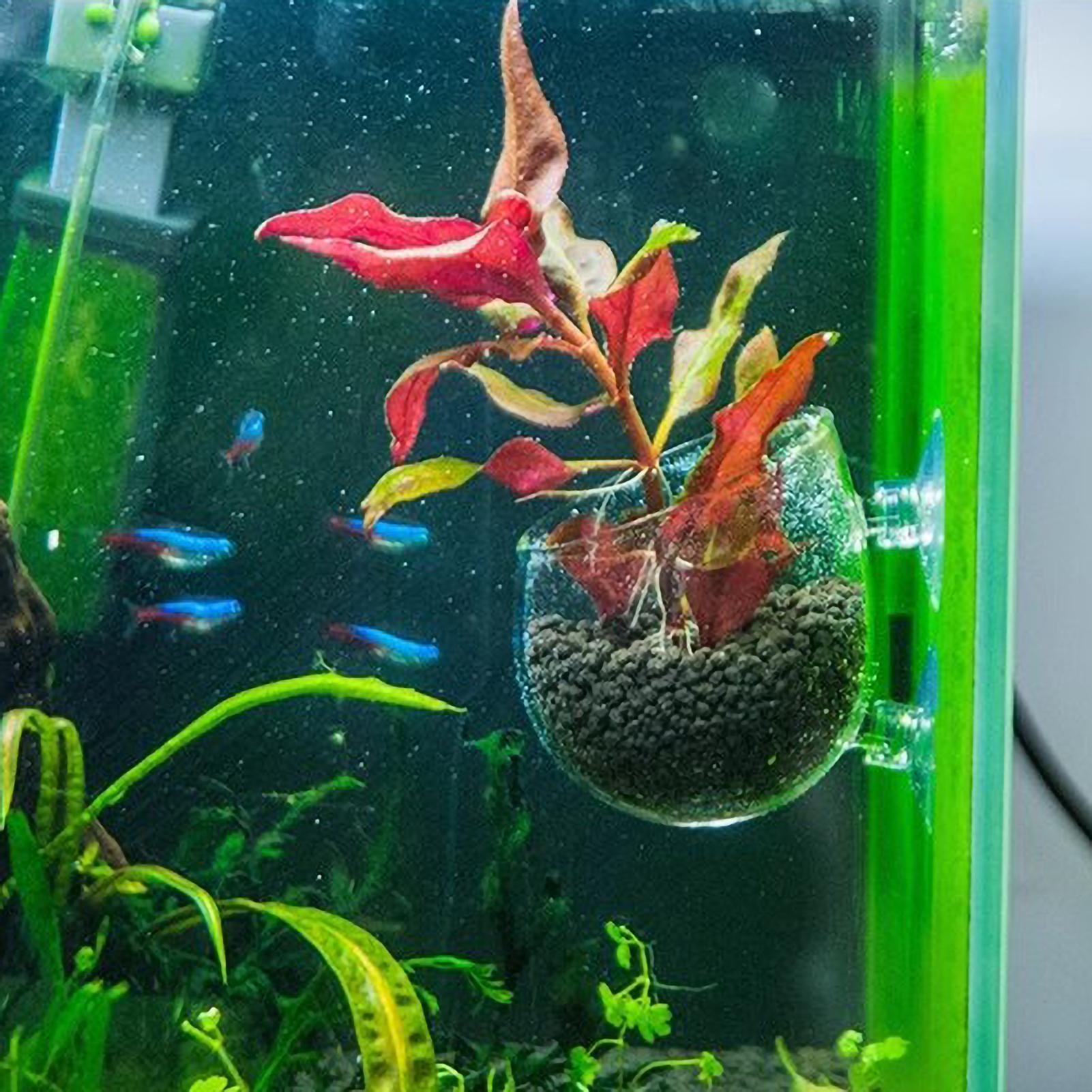 Supporto per Piante Acquatiche - Aquarium Fish Pot recensione e prezzo