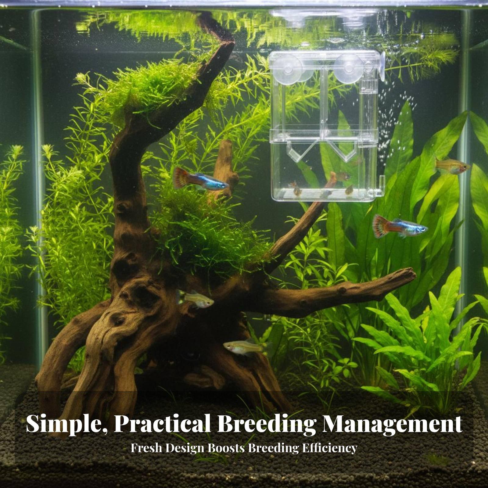Vasca di Allevamento a Doppio  - Aquarium Fish In recensione e prezzo
