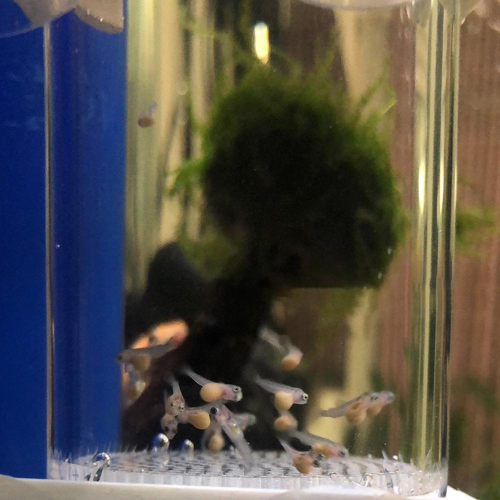 Incubatrice per uova di ciclid - Aquarium Fish Eggs recensione e prezzo